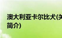 澳大利亚卡尔比犬(关于澳大利亚卡尔比犬的简介)