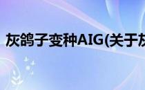 灰鸽子变种AIG(关于灰鸽子变种AIG的简介)