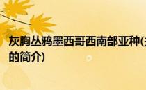 灰胸丛鸦墨西哥西南部亚种(关于灰胸丛鸦墨西哥西南部亚种的简介)