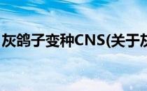 灰鸽子变种CNS(关于灰鸽子变种CNS的简介)