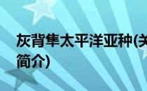 灰背隼太平洋亚种(关于灰背隼太平洋亚种的简介)