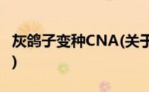 灰鸽子变种CNA(关于灰鸽子变种CNA的简介)