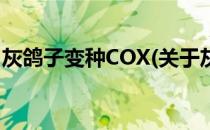 灰鸽子变种COX(关于灰鸽子变种COX的简介)