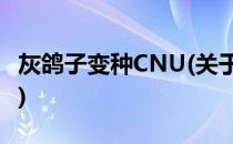 灰鸽子变种CNU(关于灰鸽子变种CNU的简介)