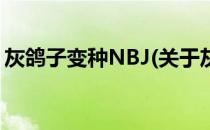 灰鸽子变种NBJ(关于灰鸽子变种NBJ的简介)