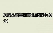 灰胸丛鸦墨西哥北部亚种(关于灰胸丛鸦墨西哥北部亚种的简介)