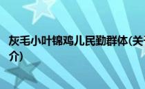 灰毛小叶锦鸡儿民勤群体(关于灰毛小叶锦鸡儿民勤群体的简介)