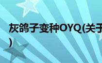 灰鸽子变种OYQ(关于灰鸽子变种OYQ的简介)