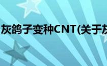 灰鸽子变种CNT(关于灰鸽子变种CNT的简介)