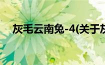 灰毛云南兔-4(关于灰毛云南兔-4的简介)