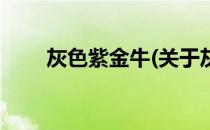 灰色紫金牛(关于灰色紫金牛的简介)