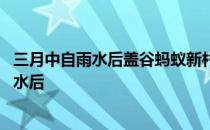 三月中自雨水后盖谷蚂蚁新村 蚂蚁新村今日答案三月中自雨水后