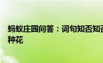 蚂蚁庄园问答：词句知否知否应是绿肥红瘦中红瘦本意指哪种花