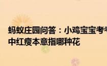 蚂蚁庄园问答：小鸡宝宝考考你词句知否知否应是绿肥红瘦中红瘦本意指哪种花