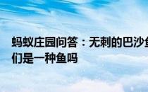 蚂蚁庄园问答：无刺的巴沙鱼片和龙利鱼片深受人们喜爱它们是一种鱼吗