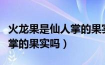 火龙果是仙人掌的果实吗图片（火龙果是仙人掌的果实吗）