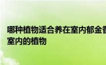 哪种植物适合养在室内郁金香夜来香绿萝 蚂蚁庄园适合养在室内的植物