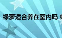 绿萝适合养在室内吗 蚂蚁庄园适合养在室内