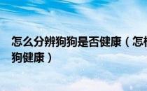 怎么分辨狗狗是否健康（怎样知道狗狗是健康的如何判断狗狗健康）