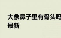 大象鼻子里有骨头吗 蚂蚁庄园2月24日答案最新