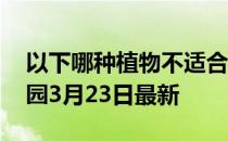 以下哪种植物不适合长期摆放在卧室 蚂蚁庄园3月23日最新