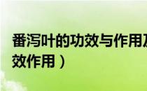 番泻叶的功效与作用及食用方法（番泻叶的功效作用）