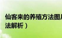 仙客来的养殖方法图片大全（仙客来的养殖方法解析）