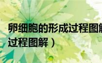 卵细胞的形成过程图解及特点（卵细胞的形成过程图解）