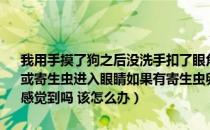 我用手摸了狗之后没洗手扣了眼角（没什么特别症状 会不会有寄生虫卵或寄生虫进入眼睛如果有寄生虫卵或寄生虫进入眼睛初期症状是什么 会感觉到吗 该怎么办）