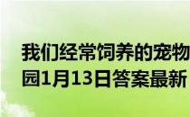 我们经常饲养的宠物“龙猫”是猫吗 蚂蚁庄园1月13日答案最新