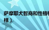 萨摩耶犬智商和性格特点（萨摩耶犬智商怎么样）