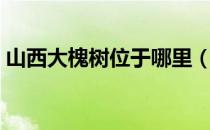 山西大槐树位于哪里（大槐树是山西哪个市）