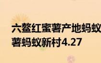 六鳌红蜜薯产地蚂蚁新村 网红地瓜六鳌红蜜薯蚂蚁新村4.27