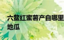 六鳌红蜜薯产自哪里 蚂蚁新村今日答案网红地瓜