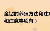 金钻的养殖方法和注意事项（金钻的养殖方法和注意事项有）