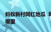 蚂蚁新村网红地瓜  网红地瓜六鳌红蜜薯产自哪里