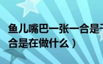 鱼儿嘴巴一张一合是干什么（鱼儿嘴巴一张一合是在做什么）