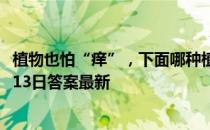 植物也怕“痒”，下面哪种植物被称为痒痒树 蚂蚁庄园12月13日答案最新