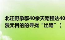 北迁野象群40余天路程达400公里（40余天路程达400公里漫无目的的寻找“出路”）