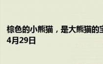 棕色的小熊猫，是大熊猫的宝宝吗 蚂蚁庄园今日答案早知道4月29日