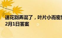 送花别弄混了，叶片小而密集的是玫瑰还是月季 蚂蚁庄园12月1日答案