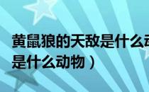 黄鼠狼的天敌是什么动物（黄鼠狼的天敌到底是什么动物）