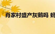 肖家村盛产灰鹅吗 蚂蚁新村今日答案灰鹅