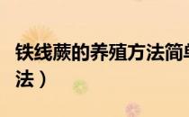 铁线蕨的养殖方法简单实用（铁线蕨的养殖方法）