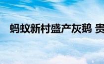 蚂蚁新村盛产灰鹅 贵州肖家村盛产灰鹅吗