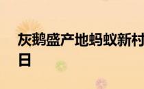 灰鹅盛产地蚂蚁新村 贵州平坝肖家村4月13日