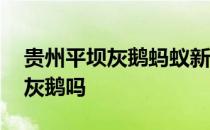 贵州平坝灰鹅蚂蚁新村 贵州平坝肖家村盛产灰鹅吗