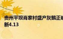 贵州平坝肖家村盛产灰鹅正确还是错误 蚂蚁新村今日答案最新4.13