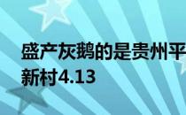 盛产灰鹅的是贵州平坝肖家村对吗 灰鹅蚂蚁新村4.13