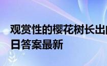 观赏性的樱花树长出的果实 蚂蚁庄园11月22日答案最新